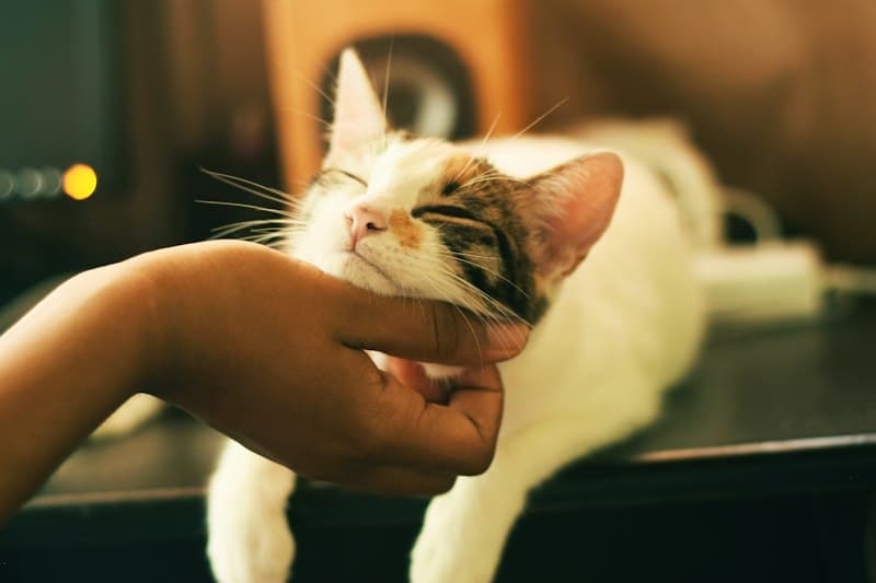 ماهور — گربه پرشین